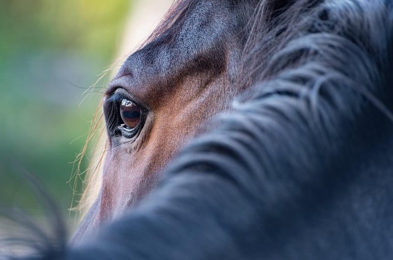 Horseback Riding